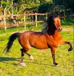 12.1hh Hackney Ride and Drive Mare