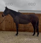 16hh TB x Mare