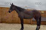 16hh TB x Mare