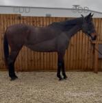 16hh TB x Mare