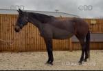 16hh TB x Mare
