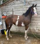 Baldwins Trick or Treat, 14.2hh Hackney Mare in Foal