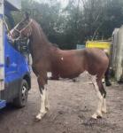 Baldwins Trick or Treat, 14.2hh Hackney Mare in Foal