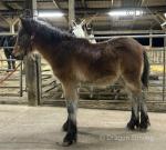 Dales Colt Foal