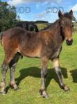 Dales Colt Foal