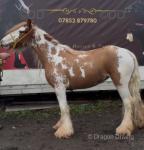 Britney, 13hh Riding Mare