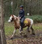 Britney, 13hh Riding Mare