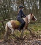 Britney, 13hh Riding Mare