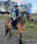 12hh Welsh Section A Riding Gelding 