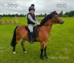 12hh Welsh Section A Riding Gelding 