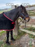 Dennis the Menis, 12.3hh Ride and Drive Gelding