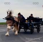 Land Of Legends,  14.3hh Stallion at Stud