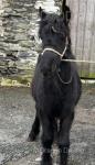 Fell Filly Foal
