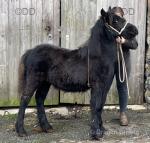 Fell Filly Foal