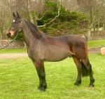 Ed, 16hh Riding Gelding 