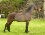 Ed, 16hh Riding Gelding 