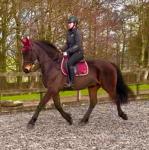 Ed, 16hh Riding Gelding 
