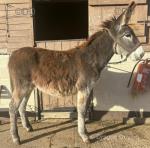 Donkey Jack Foal