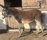 Donkey Jack Foal