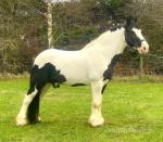 Joey, 15.2hh Riding Gelding 