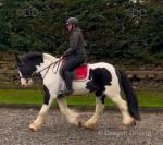 Joey, 15.2hh Riding Gelding 