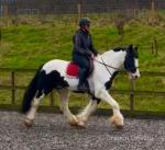 Joey, 15.2hh Riding Gelding 
