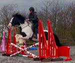 Joey, 15.2hh Riding Gelding 
