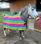 Dutch, 2 Year Old Colt 