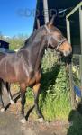 Rockets Magic, 16.2hh Standardbred Driving Gelding