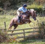Cracker, 15hh 13 years old proper fun all rounder. Real fun pony and horse to do. Hunts all day long, jumps whatever you put him at. Stands well whilst you have a few drinks. Fantastic driver as well, beautiful movement. Good temperament. Cracker, 15hh 13 years old proper fun all rounder. Real fun pony and horse to do. Hunts all day long, jumps whatever you put him at. Stands well whilst you have a few drinks. Fantastic driver as well, beautiful movement. Good temperament.