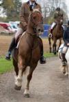 Cracker, 15hh Ride and Drive Gelding 