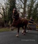 Cracker, 15hh Ride and Drive Gelding 