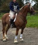 Cracker, 15hh Ride and Drive Gelding 