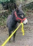 2 Year Old Jack Donkey 