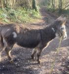 Crackerjack, Jack Donkey