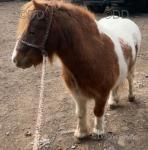 Shetland Gelding 