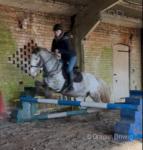 Bluebell, 13.1hh Ride and Drive Mare