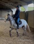 Bluebell, 13.1hh Ride and Drive Mare