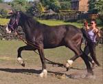 Hackney x Gelding 
