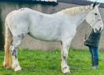 16.3hh Percheron Riding Mare