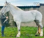 16.3hh Percheron Riding Mare