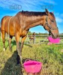 16.2hh Thoroughbred Riding Gelding 