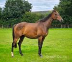 16.2hh Thoroughbred Riding Gelding 