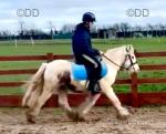 Shadow, 12.3hh Riding Gelding