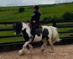 Ride & Drive 10.3hh gelding, 13 years old, Elvis. An ideal child's Christmas. present
Ride & Drive 10.3hh gelding, 13 years old, Elvis. An ideal child's Christmas. present