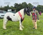 Elvis, 10.3hh Ride & Drive Gelding
