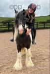 Elvis, 10.3hh Ride & Drive Gelding