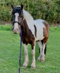 Freddie, 14.2hh Riding Gelding