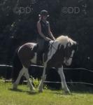 Freddie, 14.2hh Riding Gelding
