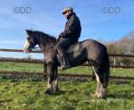 13hh Riding Mare